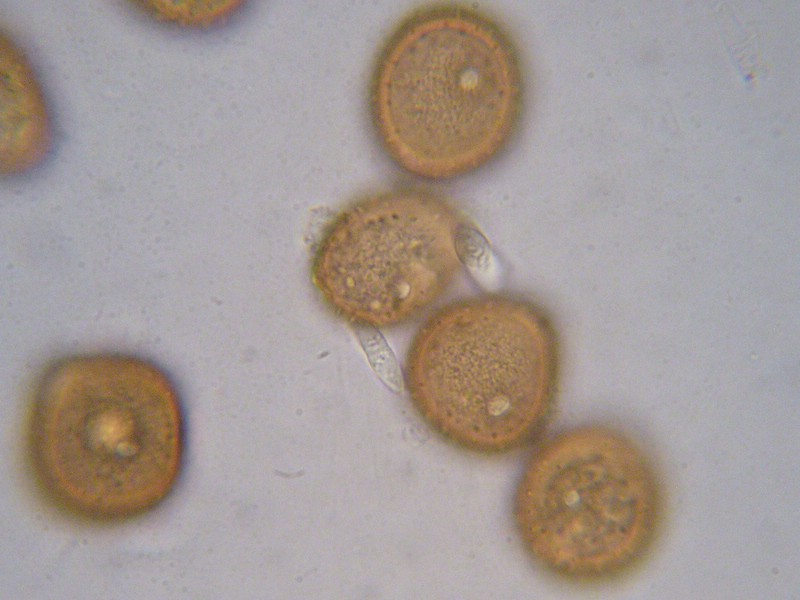 1000er Epinel (36).jpg