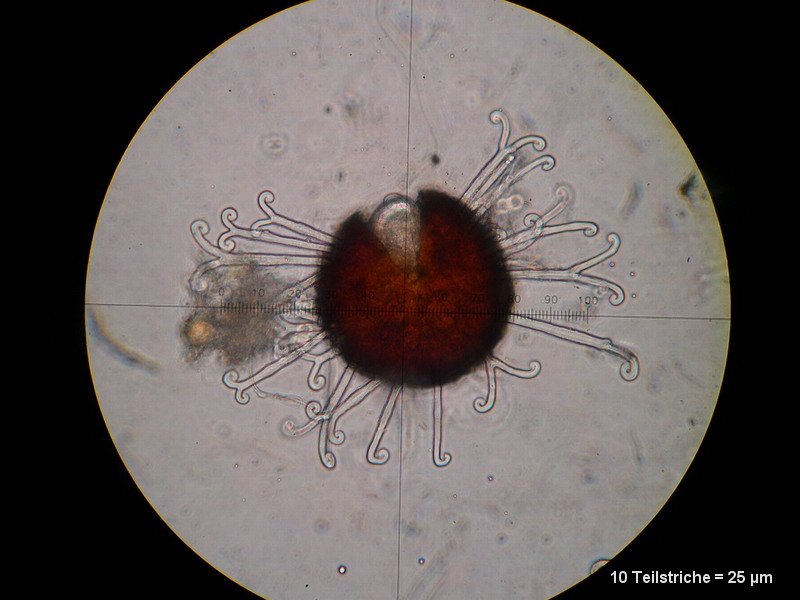 2-Sawadea bicornis-2.2.3.1c.3.1M1-Acer campestre.JPG