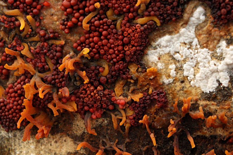 Kiefernpusteln 1a.jpg