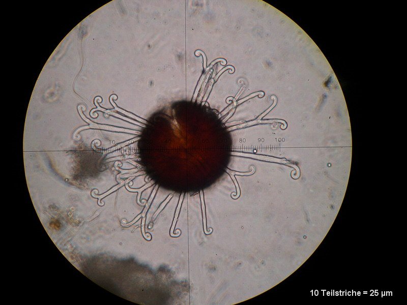 2-Sawadea bicornis-2.2.3.1c.3.1M2-Acer campestre.JPG