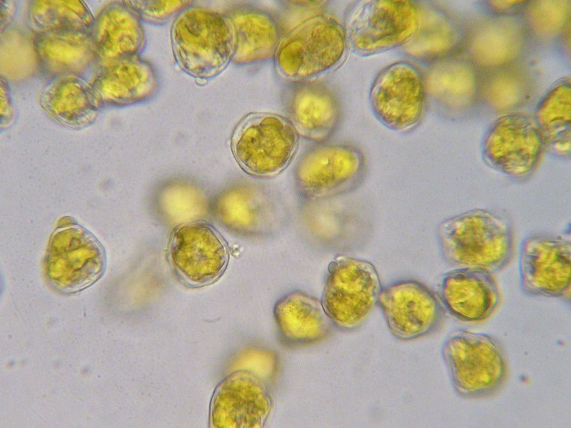 1000er Val Verret (7).jpg