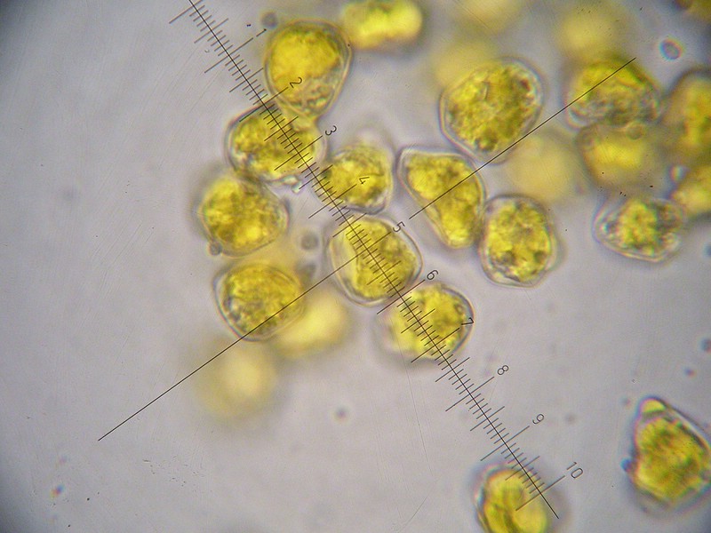 1000er Val Verret (17).jpg