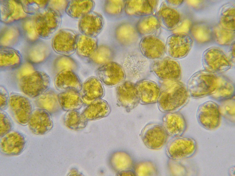 1000er Val Verret (25).jpg