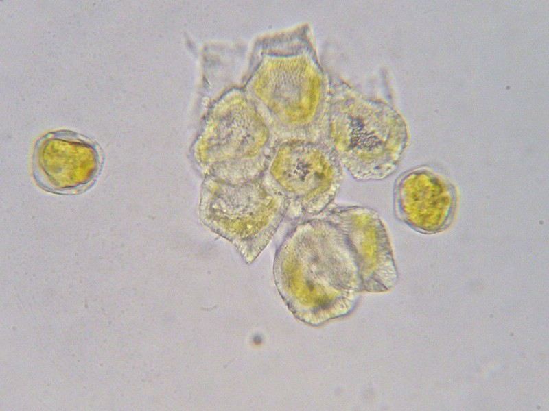 1000er Val Verret (29).jpg