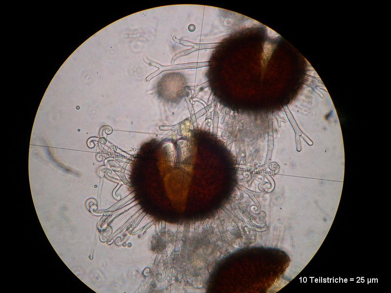 2-Sawadea bicornis-2.2.3.1c.3.1M3-Acer campestre.JPG