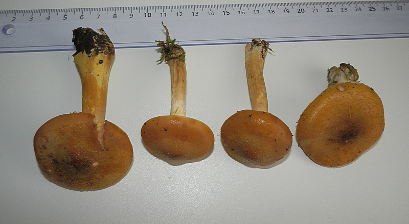 Armillariella mellea_1.0.jpg