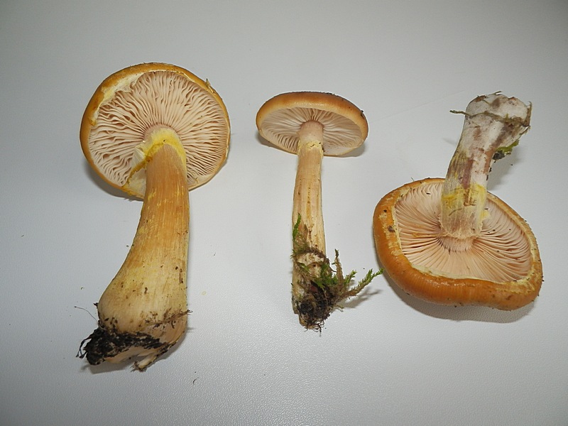 Armillariella mellea_1.1.jpg