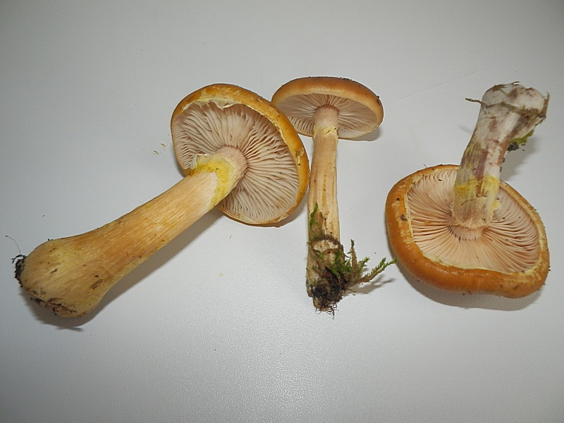 Armillariella mellea_1.2.jpg