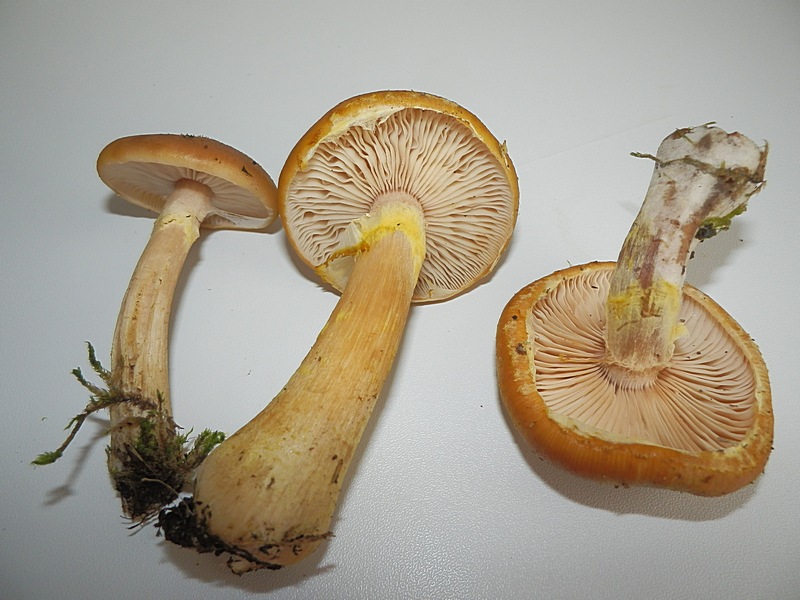 Armillariella mellea_1.3.jpg