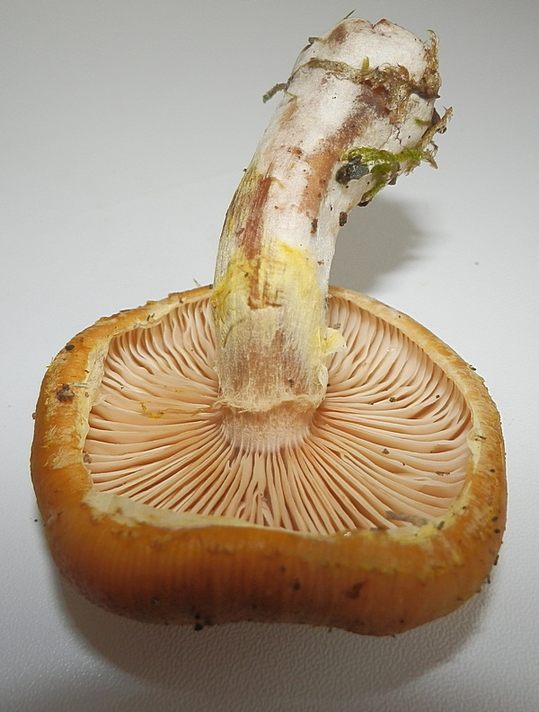 Armillariella mellea_1.4.jpg