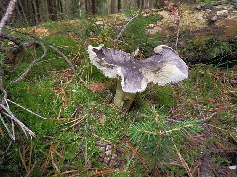 Tricholoma portentosum_1.5.jpg