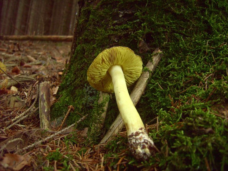 Tricholoma equestre.jpg