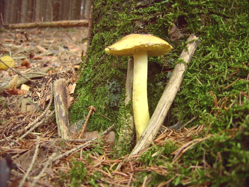 Tricholoma equestre.a.jpg
