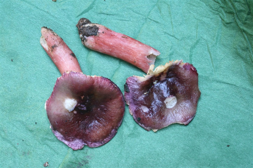 Russula_queletii_04_bw.JPG