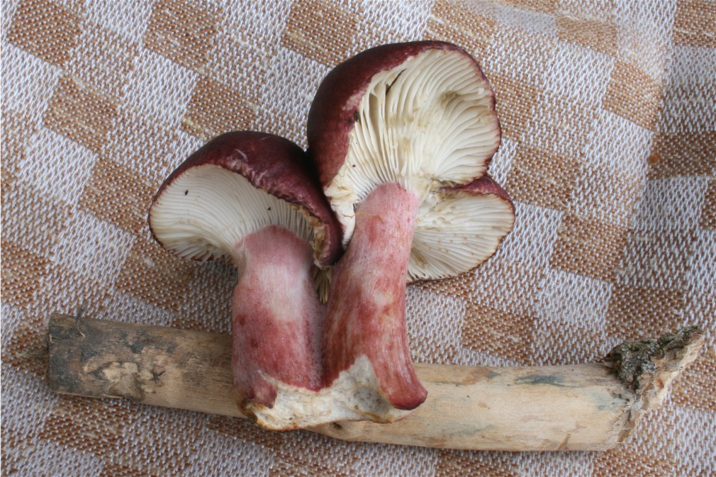Russula_queletii_07_Dbw.JPG