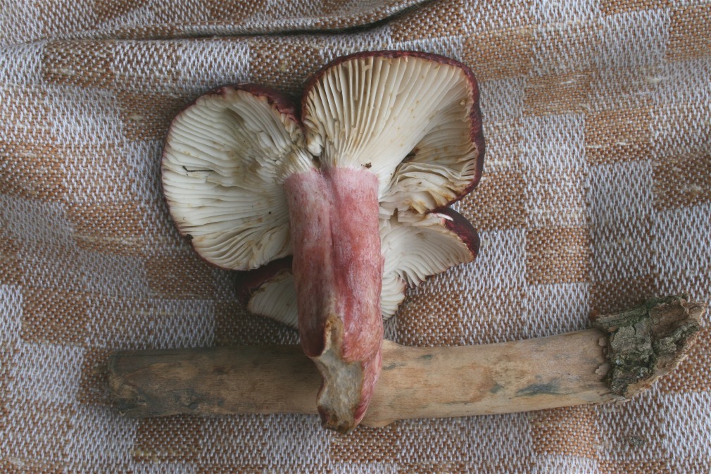 Russula_queletii_08_Dbw.JPG