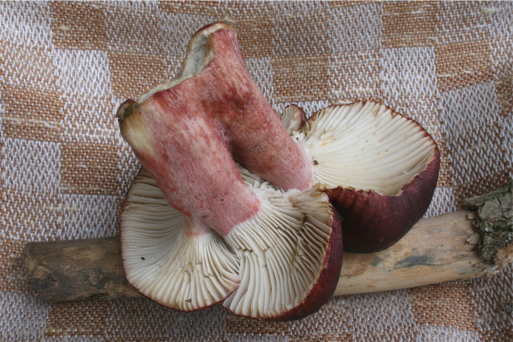 Russula_queletii_09_Dbw.JPG