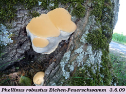 Phellinus robustus 1 .jpg