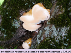 Phellinus robustus 2 .jpg