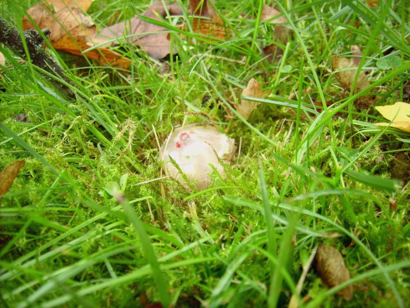 Kurz vor dem Schlüpfen.jpg