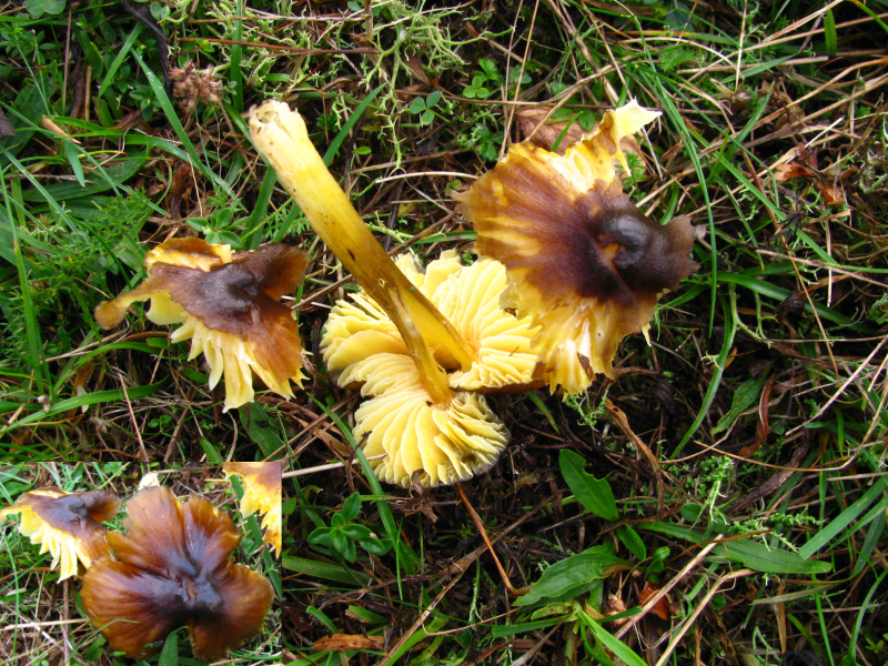 Hygrocybe_spadicea_gdi.jpg