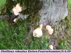 Phellinus robustus 3 .jpg