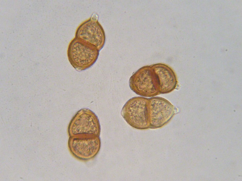 1000er Val Verret (17).jpg