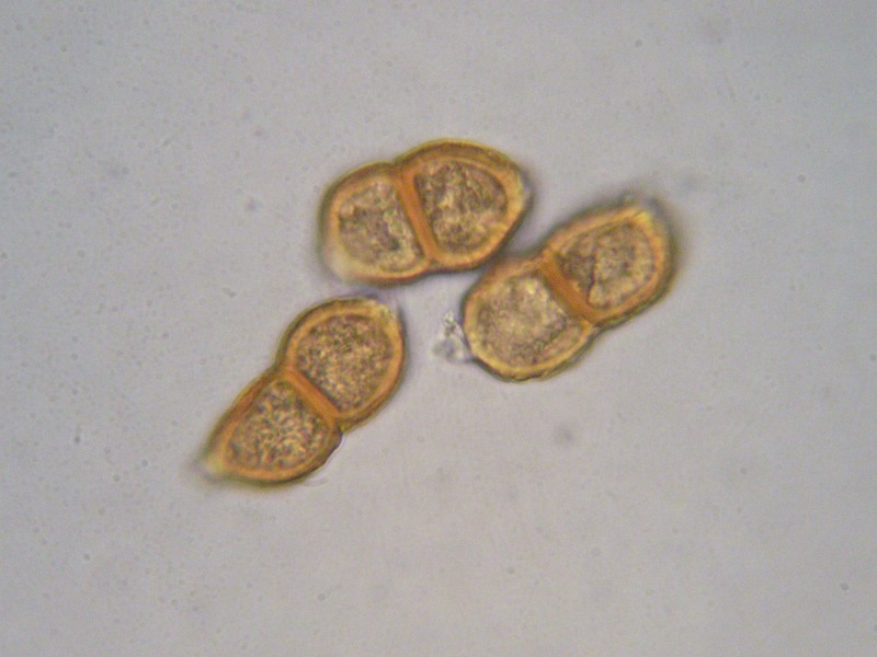 1000er Val Verret (27).jpg