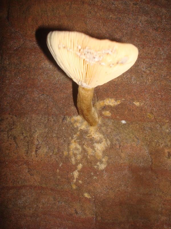 Höhlenpilz2.jpg