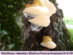 Phellinus robustus 4 .jpg