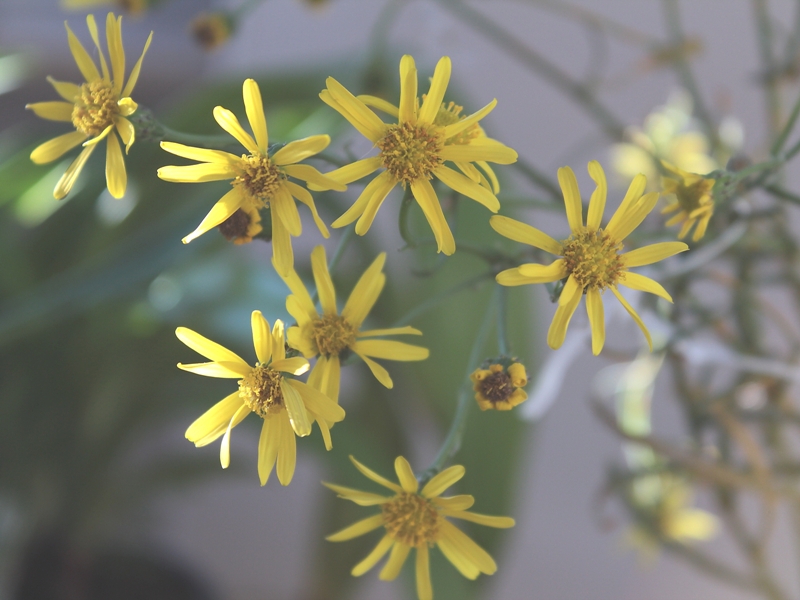 Senecio_1179.JPG