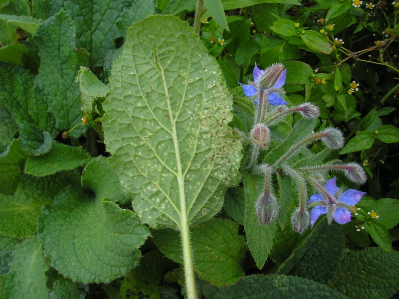 Entyloma boraginis_Borago officinalis_JKruse (1).jpg