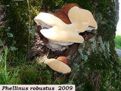 Phellinus robustus 5 .jpg