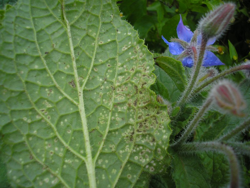 Entyloma boraginis_Borago officinalis_JKruse (2).jpg