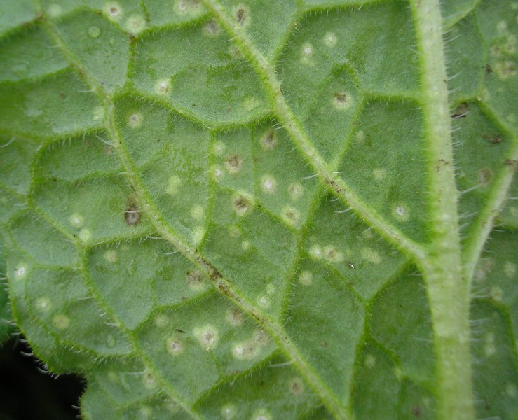 Entyloma boraginis_Borago officinalis_JKruse (3).jpg