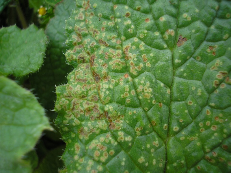 Entyloma boraginis_Borago officinalis_JKruse (4).jpg