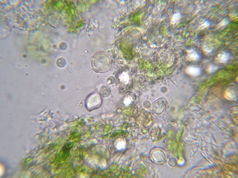 Entyloma boraginis_Borago officinalis_JKruse (5).jpg