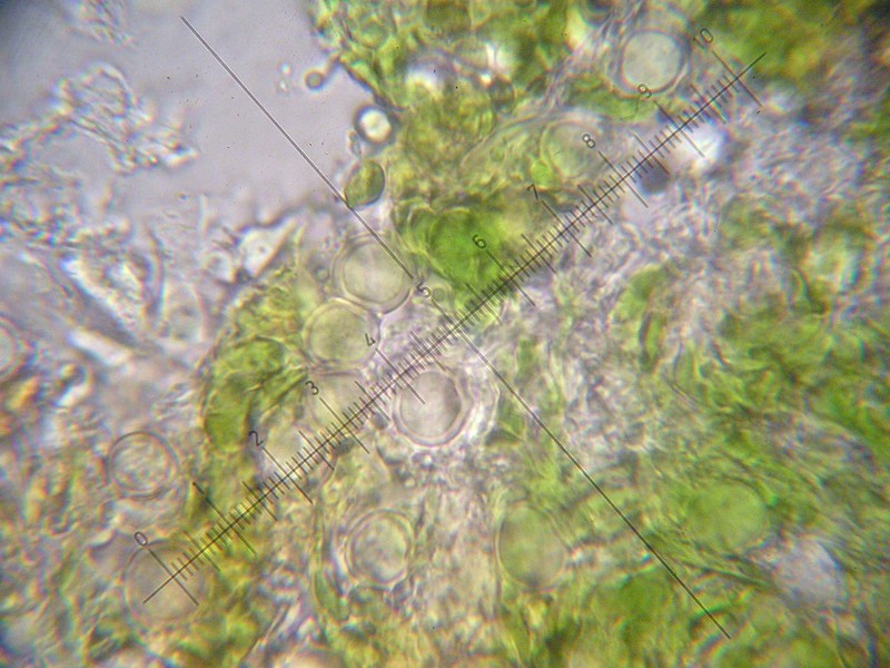 Entyloma boraginis_Borago officinalis_JKruse (6).jpg