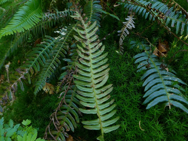 Herzogenhorn (2).jpg