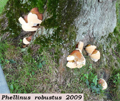 Phellinus robustus 6 .jpg