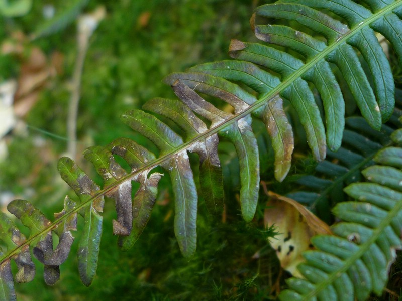 Herzogenhorn (9).jpg