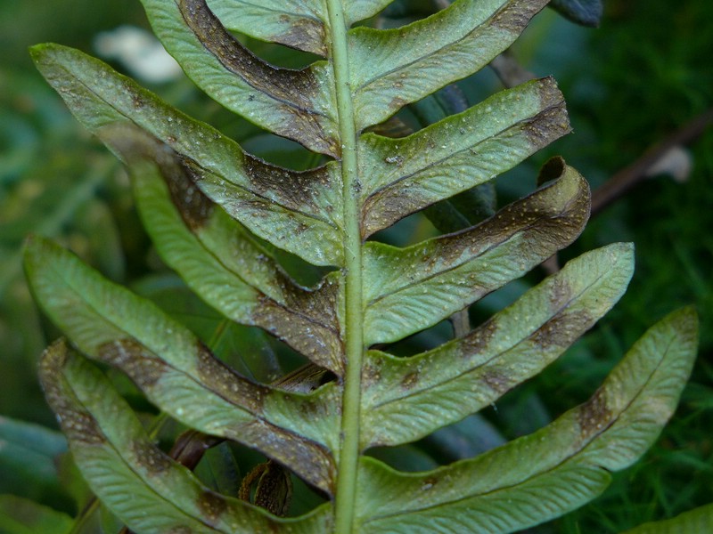 Herzogenhorn (4).jpg