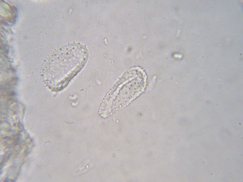 1000er Herzogen (2).jpg