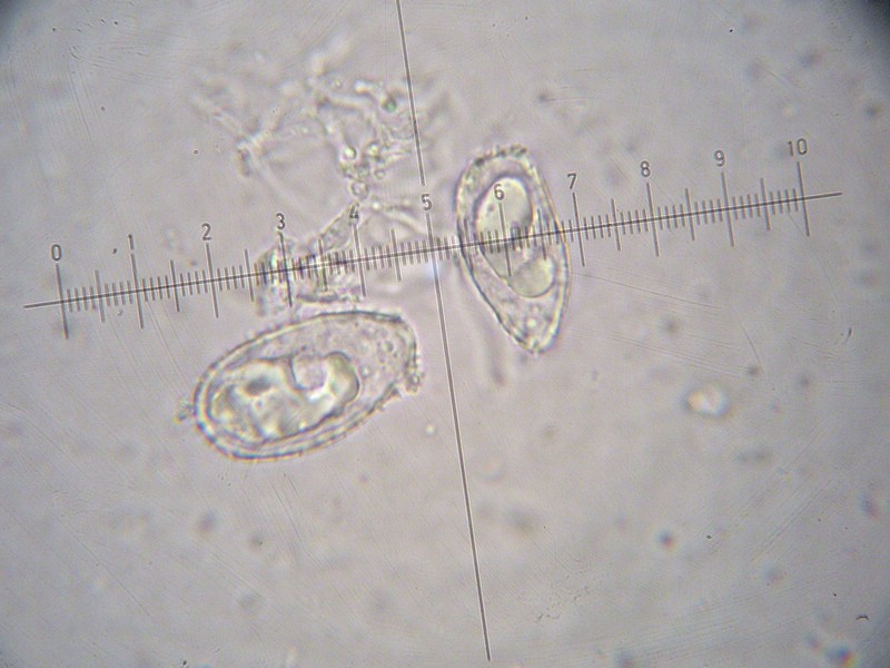 1000er Herzogen (20).jpg