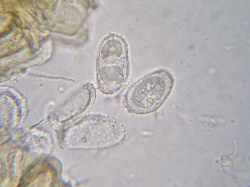 1000er Herzogen (21).jpg