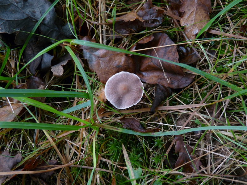 P1080012 violett, weisser Rand, Totale .JPG