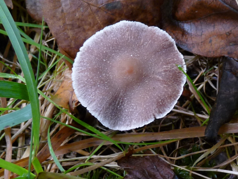 P1080012 violett, weisser Rand .JPG