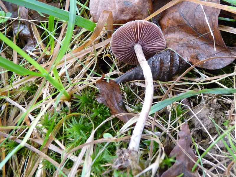 P1080015 ganzer Pilz .JPG