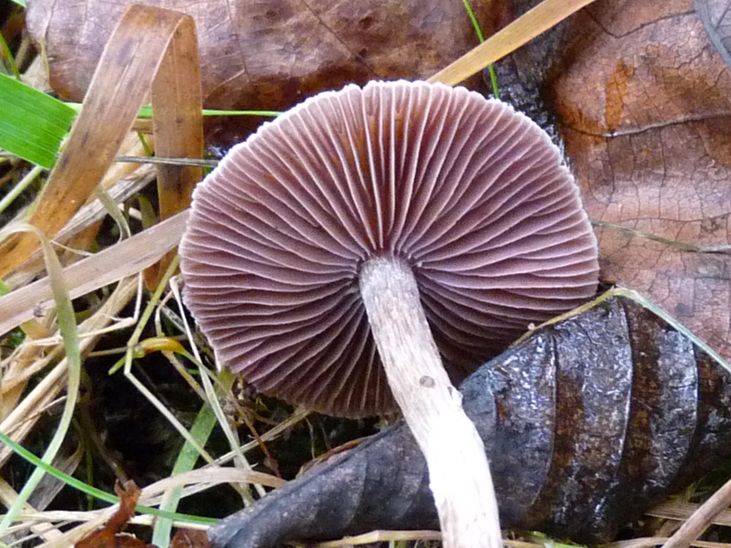 P1080015 Hut von unten .JPG