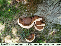 Phellinus robustus 7 .jpg